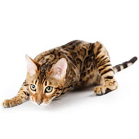 Cumpăra Maine Coon Kitten, British Shorthair în canisa maksimus