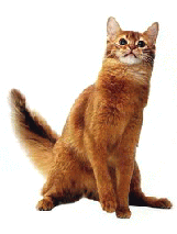 Купити кошеня породи мейн-кун, британська короткошерста в розпліднику maksimus