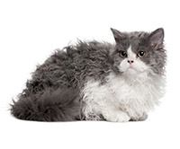Vásárolja cica Maine Coon, Brit rövidszőrű tenyészetben a Maksimus
