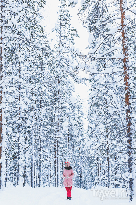 Лапландія взимку - чим зайнятися і скільки це коштує
