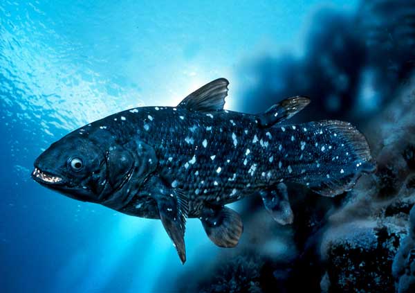 Coelacanth - pește - o fosilă vie - sau o coelacanth