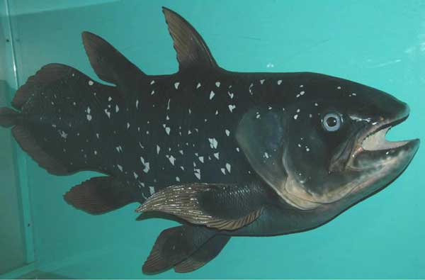 Coelacanth - pește - o fosilă vie - sau o coelacanth