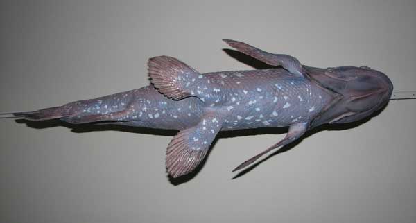 Coelacanth - pește - o fosilă vie - sau o coelacanth