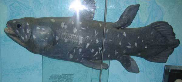 Coelacanth - pește - o fosilă vie - sau o coelacanth