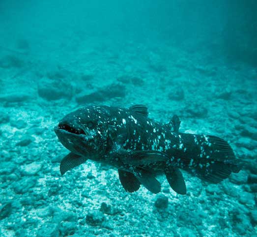 Coelacanth - pește - o fosilă vie - sau o coelacanth