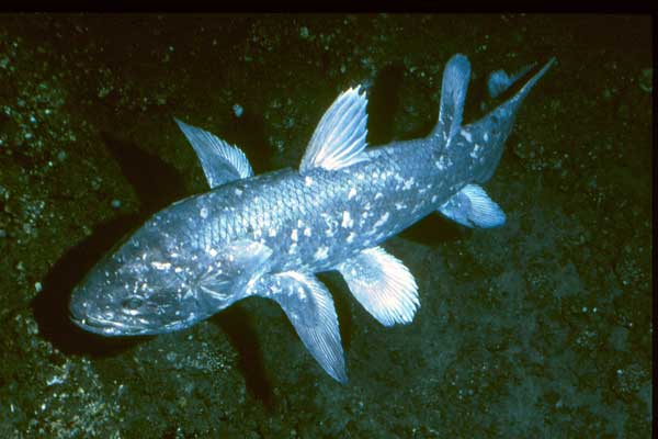 Coelacanth - pește - o fosilă vie - sau o coelacanth