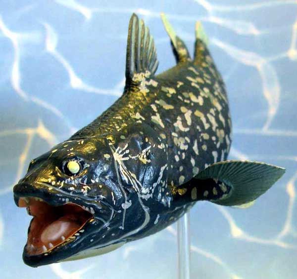 Coelacanth - pește - o fosilă vie - sau o coelacanth