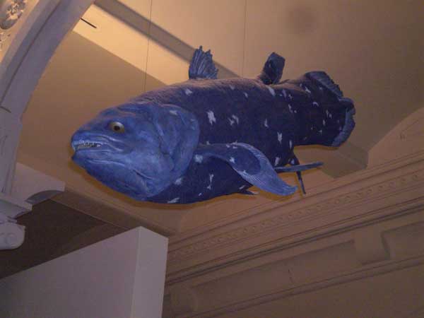 Coelacanth - pește - o fosilă vie - sau o coelacanth