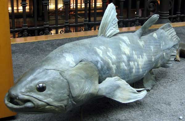 Coelacanth - pește - o fosilă vie - sau o coelacanth