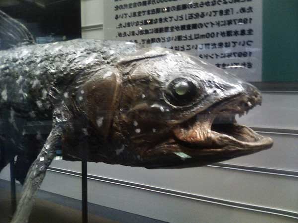 Латимерія - риба - жива копалина - або целакант