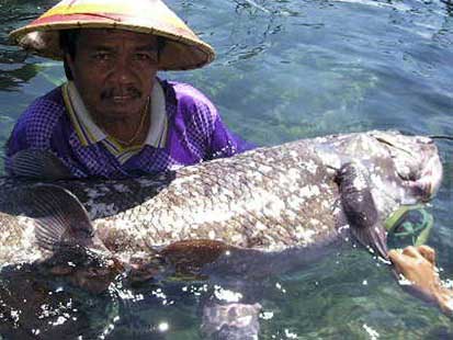 Coelacanth - pește - o fosilă vie - sau o coelacanth