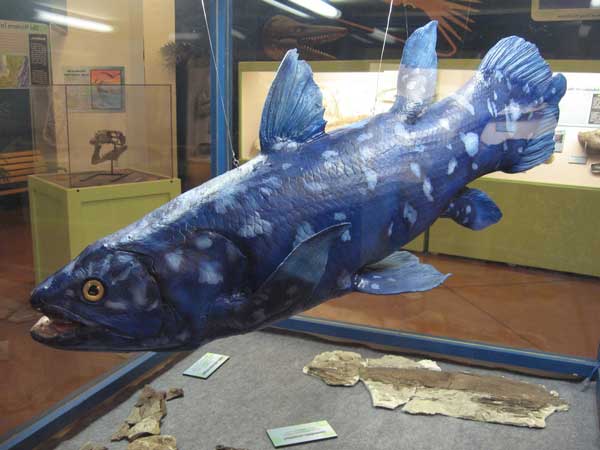 Coelacanth - pește - o fosilă vie - sau o coelacanth