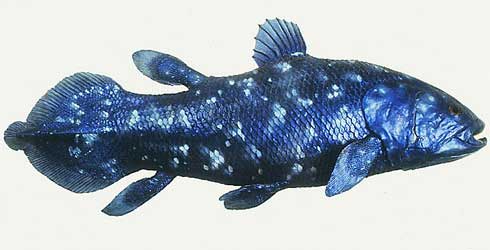 Coelacanth - pește - o fosilă vie - sau o coelacanth