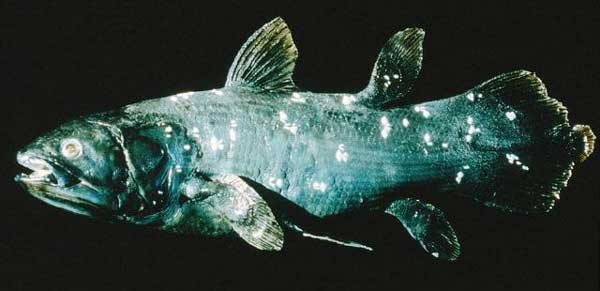 Coelacanth - pește - o fosilă vie - sau o coelacanth