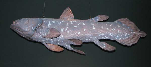 Coelacanth - pește - o fosilă vie - sau o coelacanth