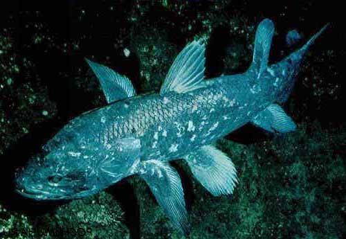 Coelacanth - pește - o fosilă vie - sau o coelacanth