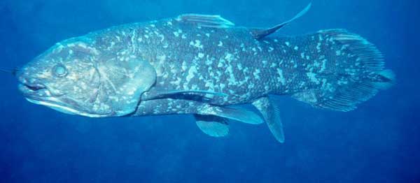 Латимерія - риба - жива копалина - або целакант