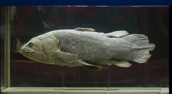 Coelacanth - pește - o fosilă vie - sau o coelacanth