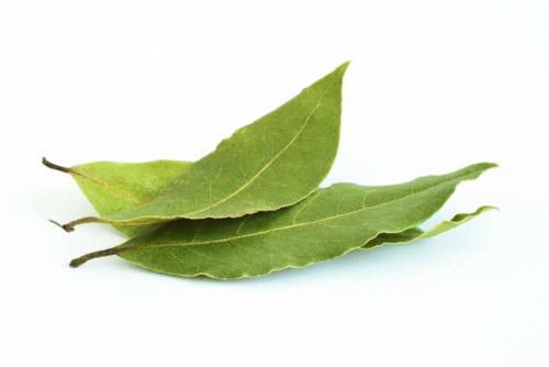 Proprietățile medicale și contraindicațiile pentru frunzele de bay