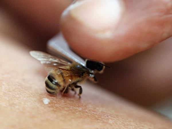 Tratamentul cu albinele este bun și rău
