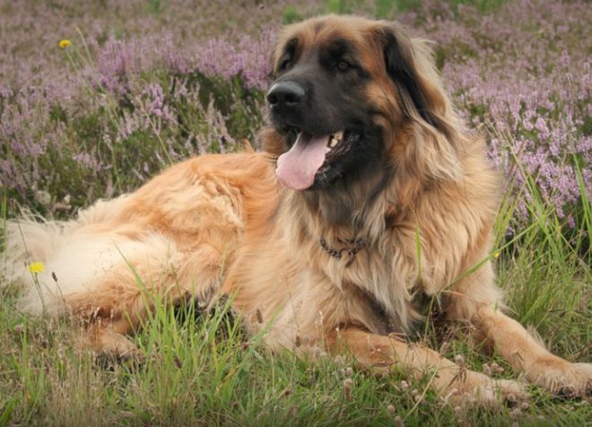 Leonberger - descrierea rasei, personajului