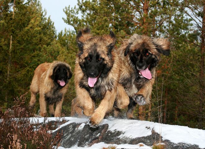 Leonberger - descrierea rasei, personajului