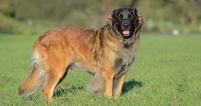 Leonberger - descrierea rasei, personajului