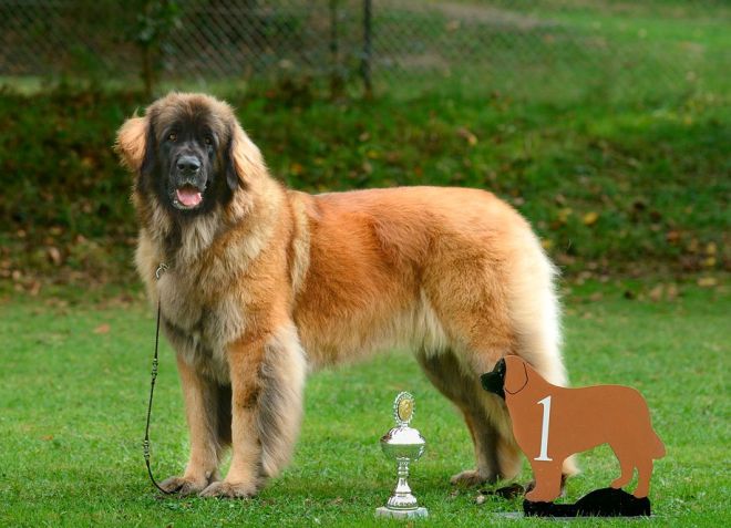 Leonberger - descrierea rasei, personajului