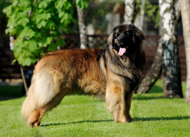 Leonberger - descrierea rasei, personajului