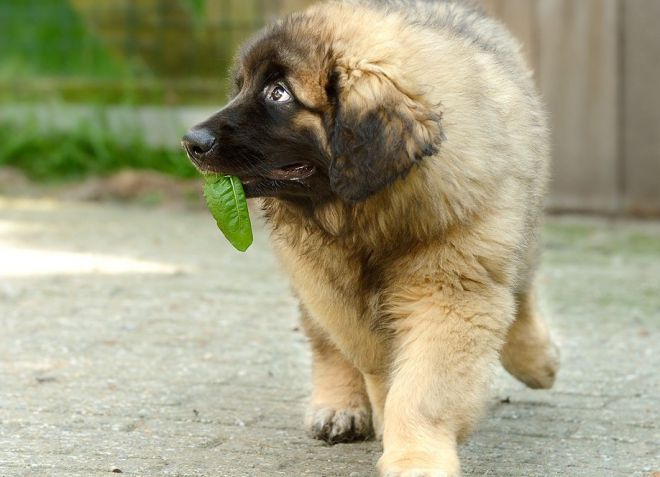 Leonberger - descrierea rasei, personajului