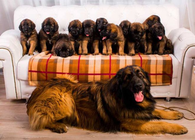 Leonberger - descrierea rasei, personajului