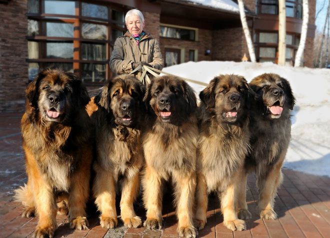 Leonberger - descrierea rasei, personajului