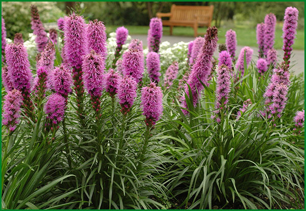 Liatris plantare și îngrijire în teren deschis, o planta in design peisagistica, soiuri de fotografie