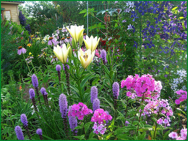 Liatris plantare și îngrijire în teren deschis, o planta in design peisagistica, soiuri de fotografie