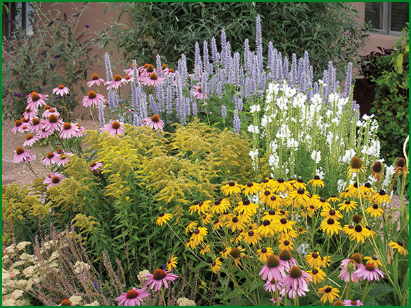 Liatris plantare și îngrijire în teren deschis, o planta in design peisagistica, soiuri de fotografie