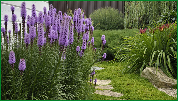 Liatris plantare și îngrijire în teren deschis, o planta in design peisagistica, soiuri de fotografie