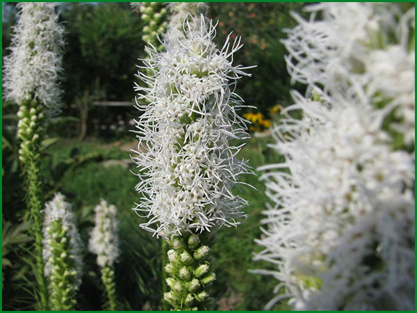 Liatris plantare și îngrijire în teren deschis, o planta in design peisagistica, soiuri de fotografie