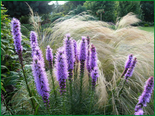 Liatris plantare și îngrijire în teren deschis, o planta in design peisagistica, soiuri de fotografie