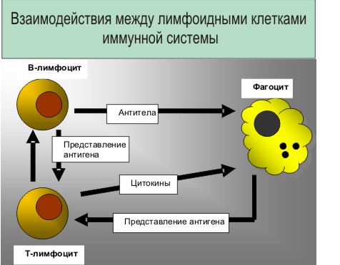 Лімфатичні вузли загальні відомості