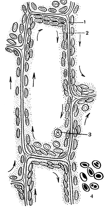 Лист Елоді (elodea canadensis) 1969 паламарчук і