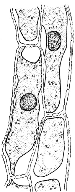 Лист Елоді (elodea canadensis) 1969 паламарчук і