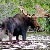 Elk într-o vânătoare wow cu un manch pentru un elk - cum să vâneze un waboo