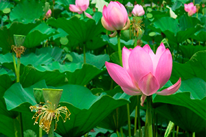 Lotusuri și nuferi Sri Lanka diferențe de culoare