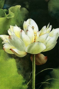 Lotus în Feng Shui - un talisman frumos, un simbol al purității și al păcii