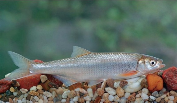 Ловля СЕЛЯВІ на азовському морі