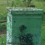 Inflamarea falsă a albinelor