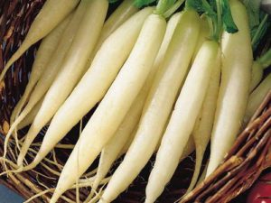 A legjobb fajta daikon