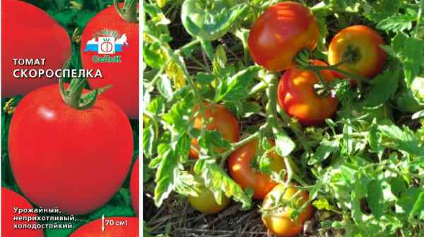 Кращі сорти томатів для відкритого грунту