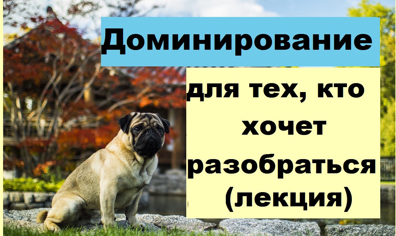 Любов коней, школа прикладної етології