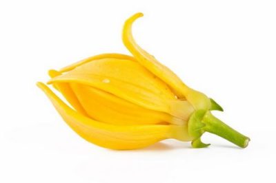 Ylang-ylang ulei în cosmetologie pentru păr, față, piele, cuie